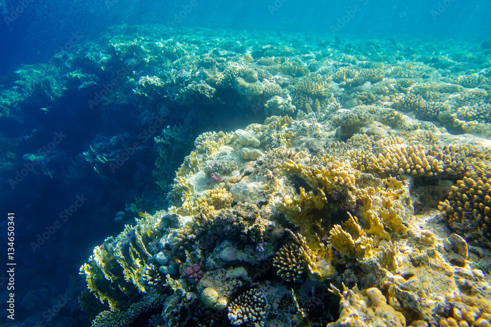 beautiful and diverse coral reef with fish of the red sea in Egypt, shooting under water