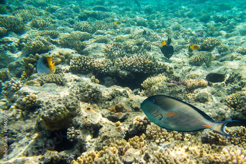 beautiful and diverse coral reef with fish of the red sea in Egypt  shooting under water