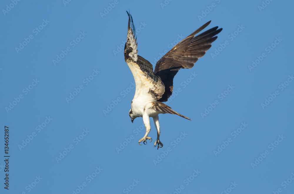 Osprey hovering ready to dive with talons ready Osprey hovering ready to dive with talons ready