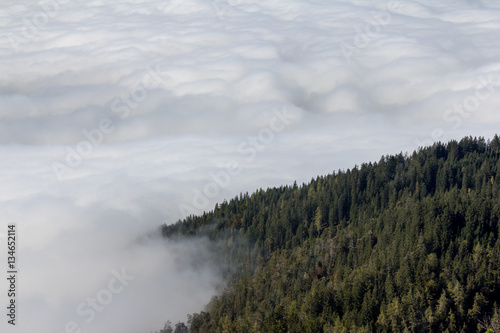 Fototapeta Naklejka Na Ścianę i Meble -  forst in clouds and fog