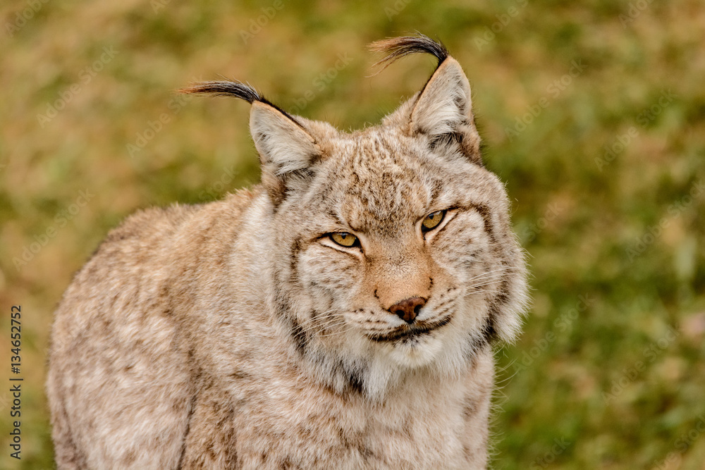 Obraz premium Lynx 7