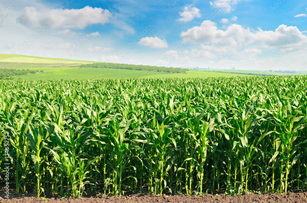 green corn field and blue sky green corn field and blue sky