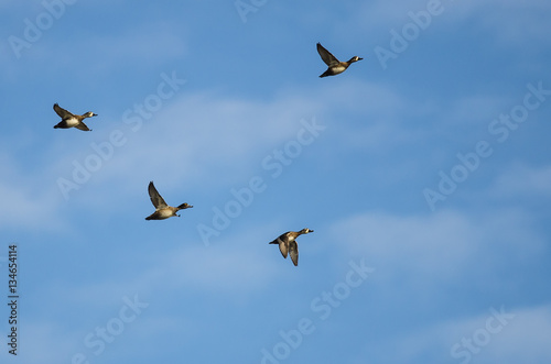 Four Ring-Necked Ducks Flying in a Blue Sky