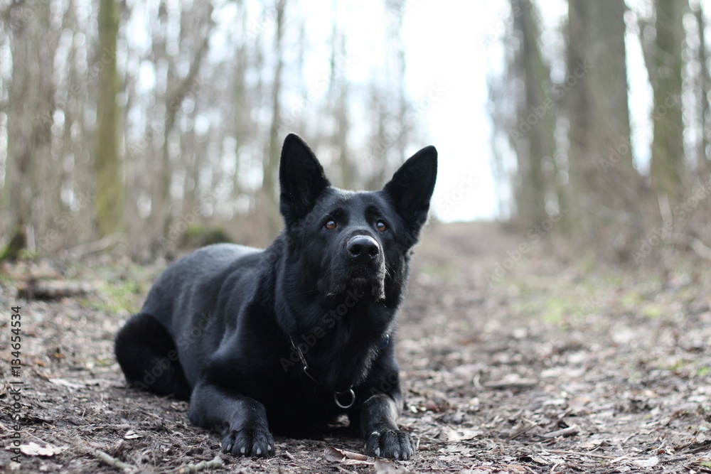 Black German Shepherd lying in the woods Black German Shepherd lying in the woods
