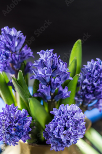 First spring flower - blue hyacinth in brass vase