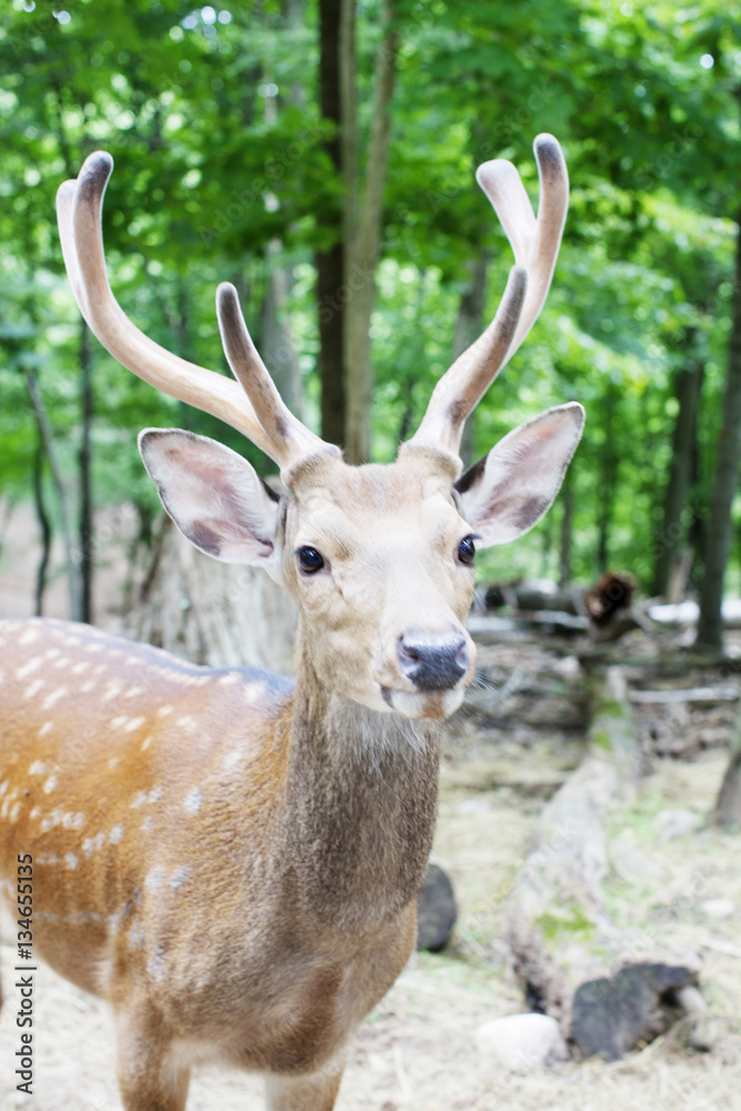 FALLOW DEER