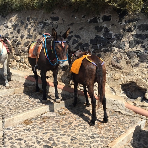 Donkey Stairs Travel Santorini