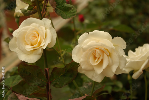 Roses blanc cr  me au printemps en jardin