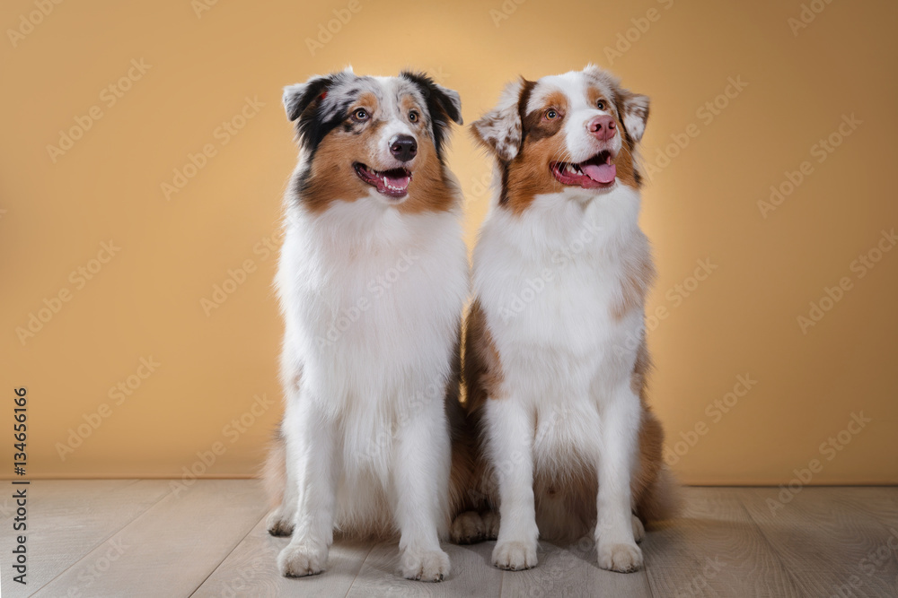 Dog breed Australian Shepherd, Aussie, portrait in the studio Dog breed Australian Shepherd, Aussie, portrait in the studio