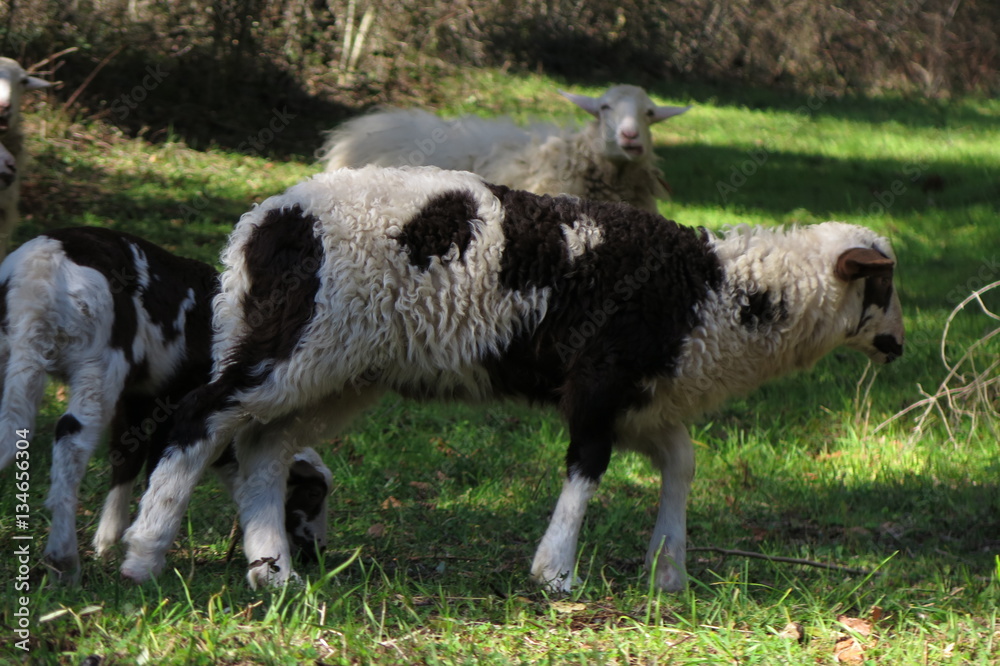 Obraz premium agnello