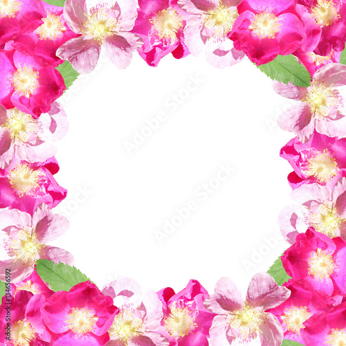 Beautiful floral background with dogrose  © Ann-Mary