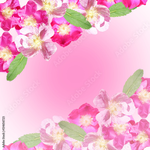 Beautiful floral background with dogrose 