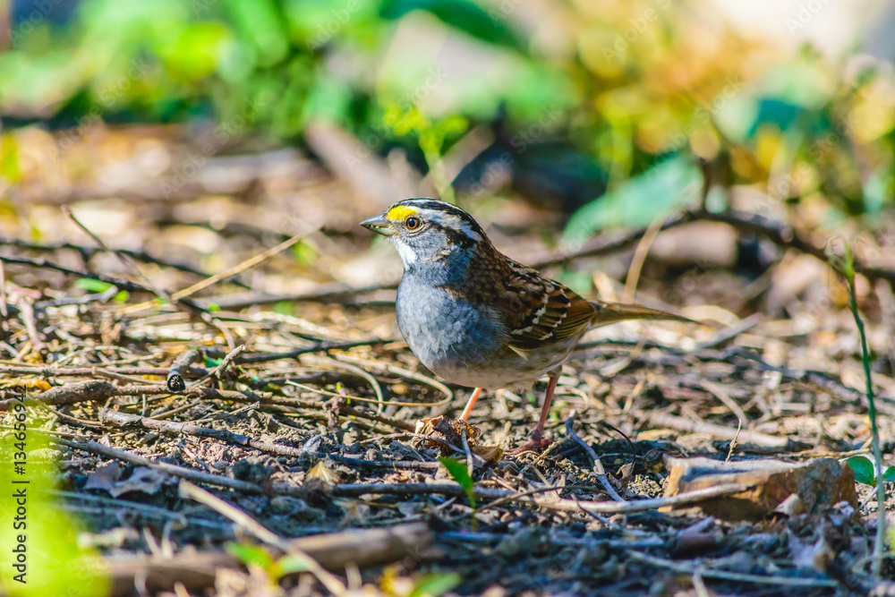 White-Throated Sparrow in Park White-Throated Sparrow in Park