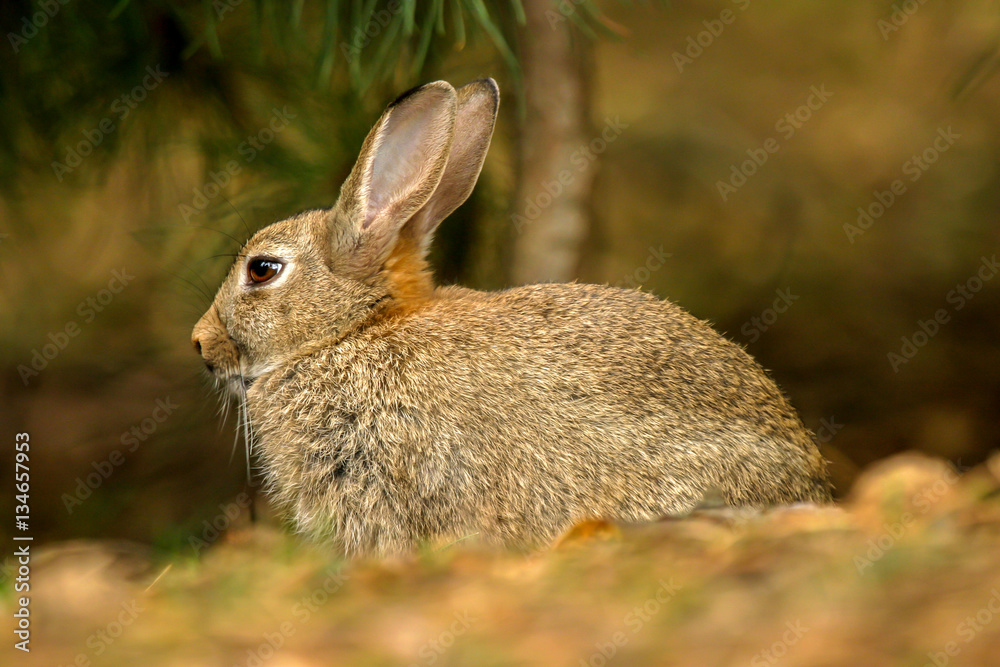 Fototapeta premium Wild bunny rabbit