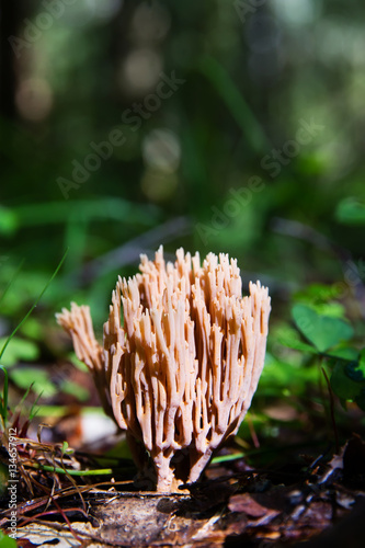 Small coral mushrooms toadstools macro microcosm ramariopsis