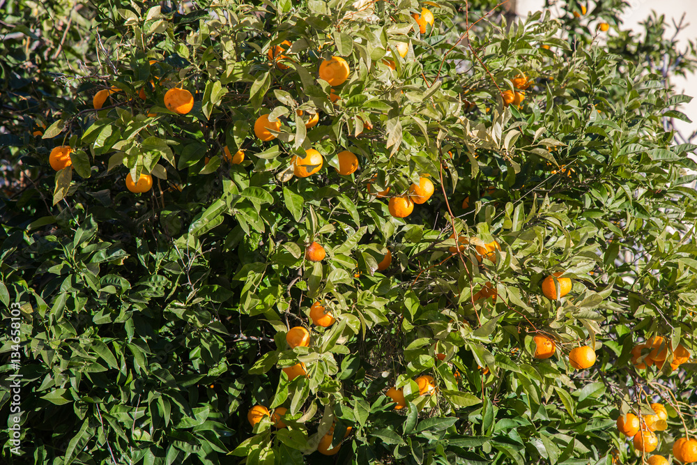 Plants of oranges in Liguria
