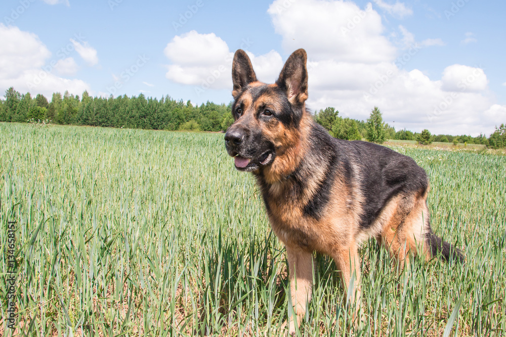 Dog german shepherd and grass around in a summer