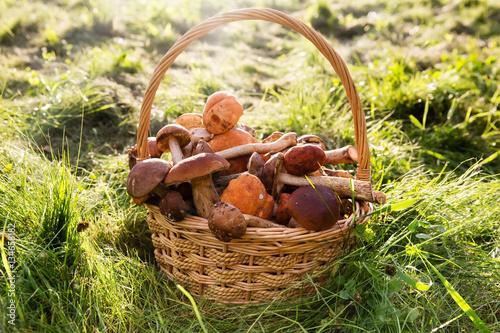 Fresh boletus mushrooms in the basket on green grass 
