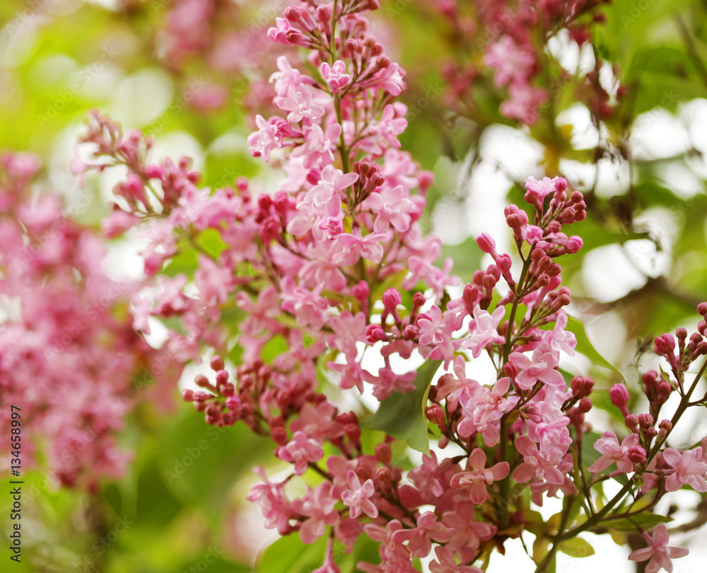 beautiful pink flowers in the garden beautiful pink flowers in the garden