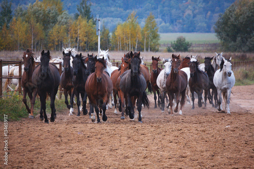 Beautiful Horses walk in nature in the setting sun