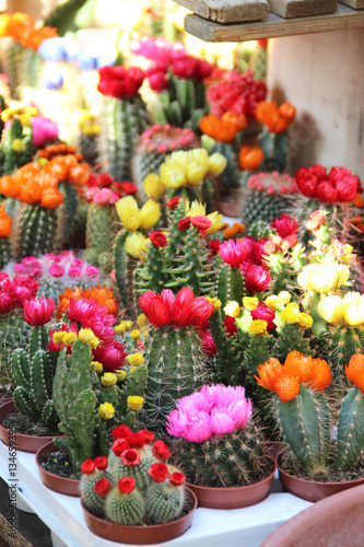 Mix of beautiful cactuses