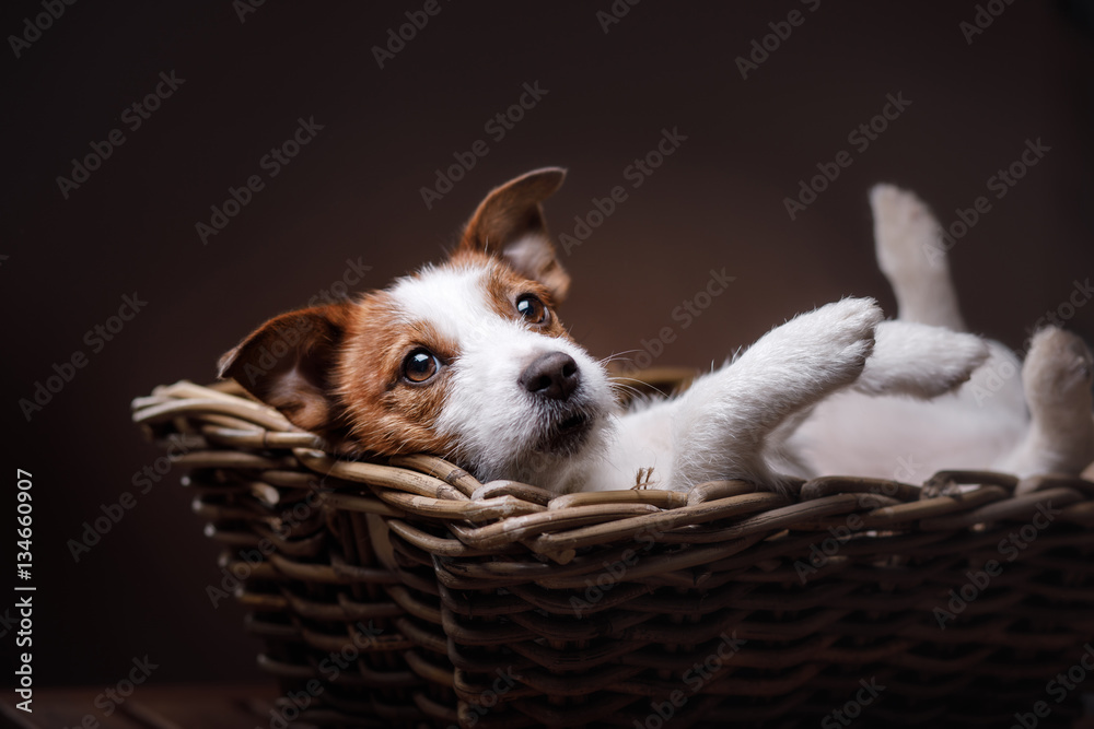 Dog Jack Russell Terrier 

portrait in the studio - obrazy, fototapety, plakaty 