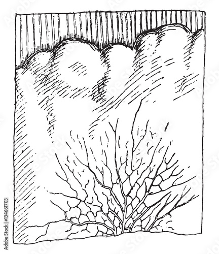 The mycelium, strongly developed the Merulius and presenting the