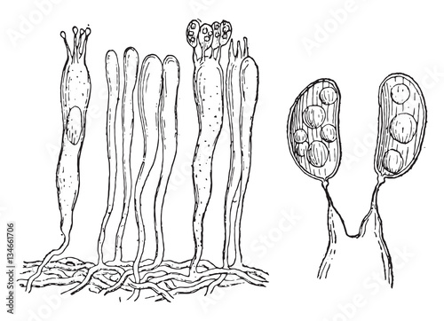 The hymenium, Basidia and basidiospores, vintage engraving. photo