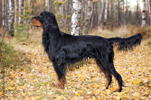 Gordon Setter hunting dog standing in the front in the autumn fo
