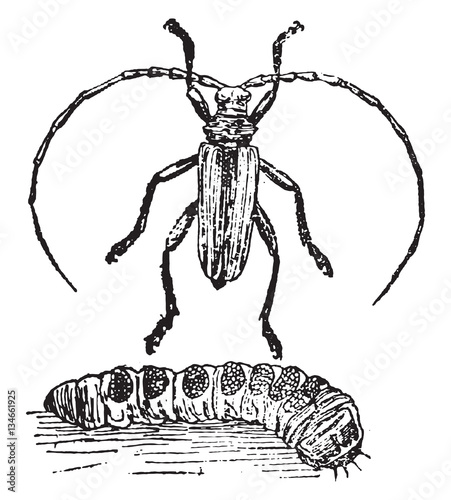 Cerambyx heros, Insect larva and perfect, vintage engraving.