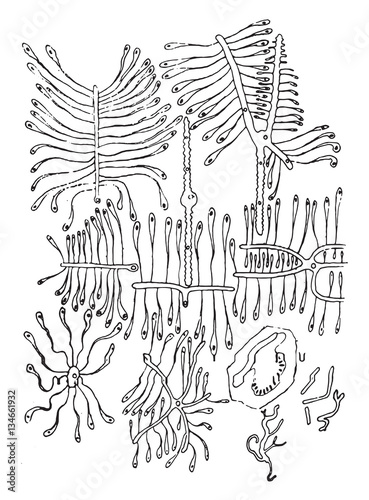 Split galleries, vintage engraving.