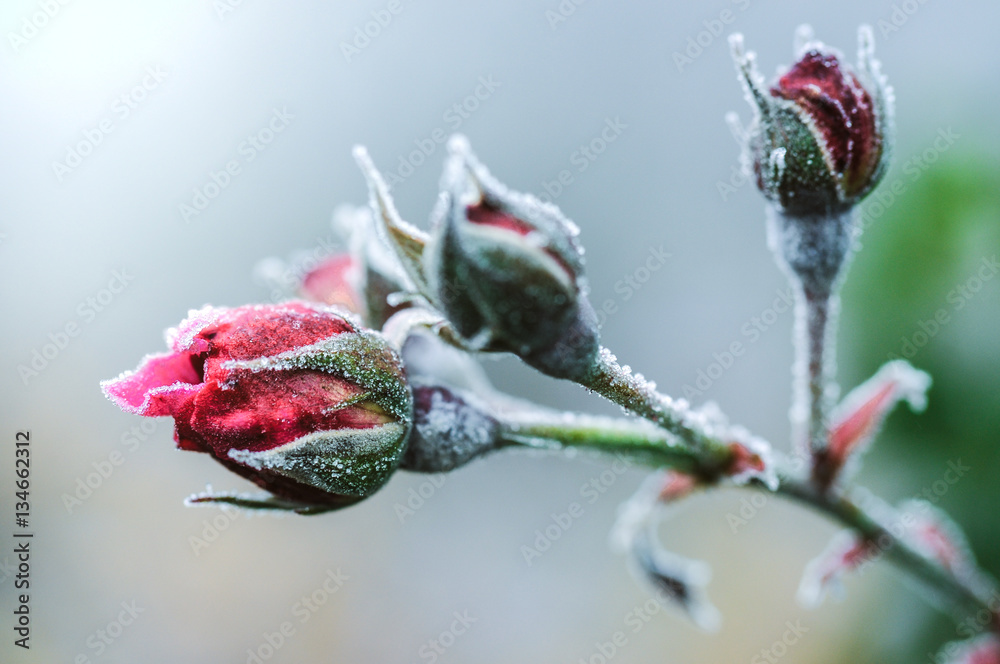 Fototapeta premium Pierwszy mróz i śnieg na róży w grudniu