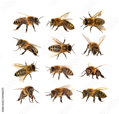 group of bee or honeybee, Apis Mellifera © Daniel Prudek