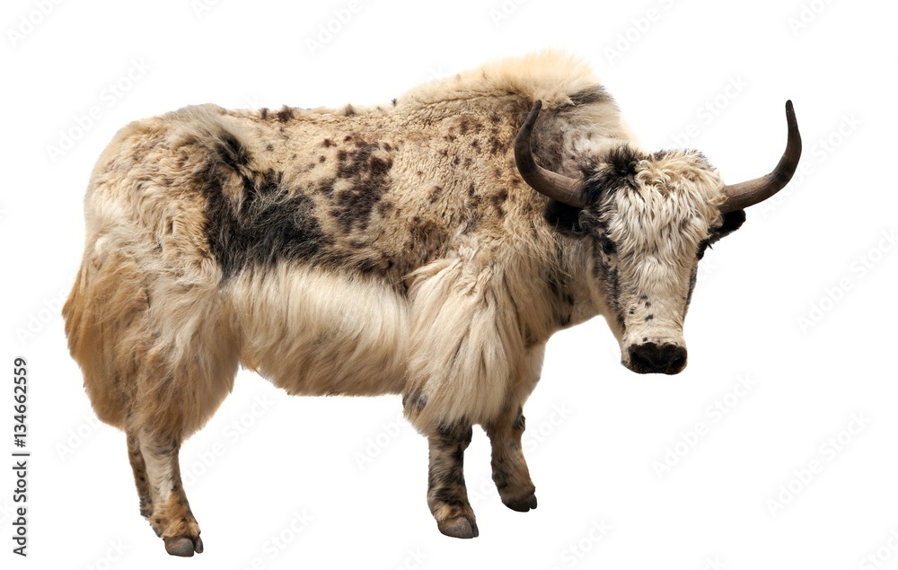 white and brown yak (Bos grunniens or Bos mutus) - obrazy, fototapety, plakaty 