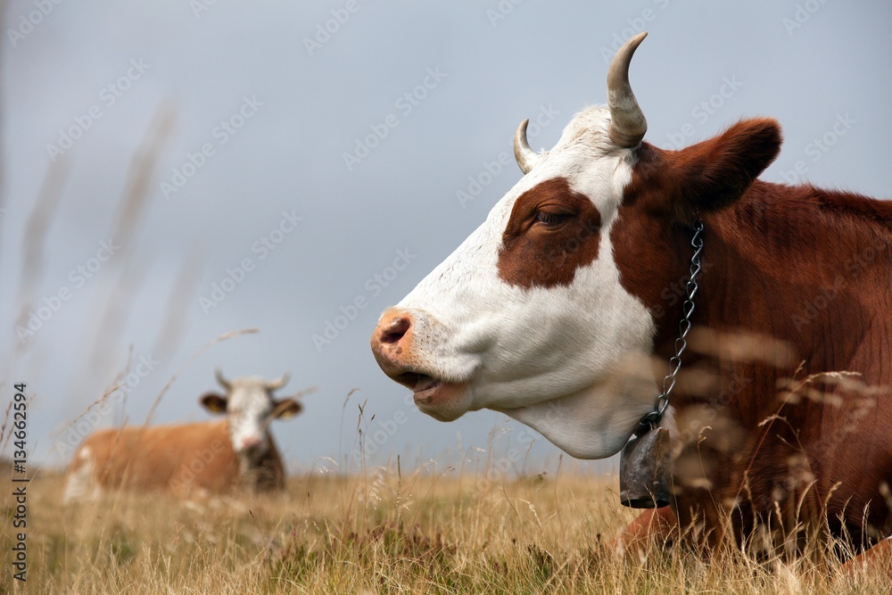 Fototapeta premium cow, bos primigenius taurus