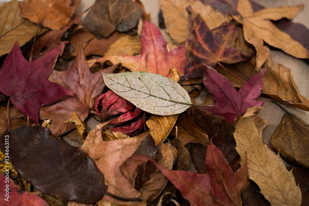 Obraz premium Dry leaves as an autumn background
