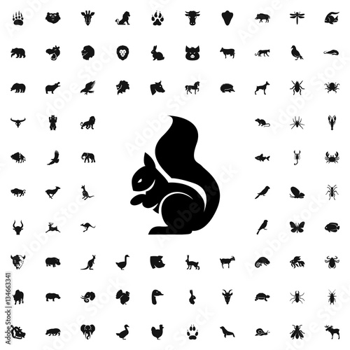squirrel icon illustration