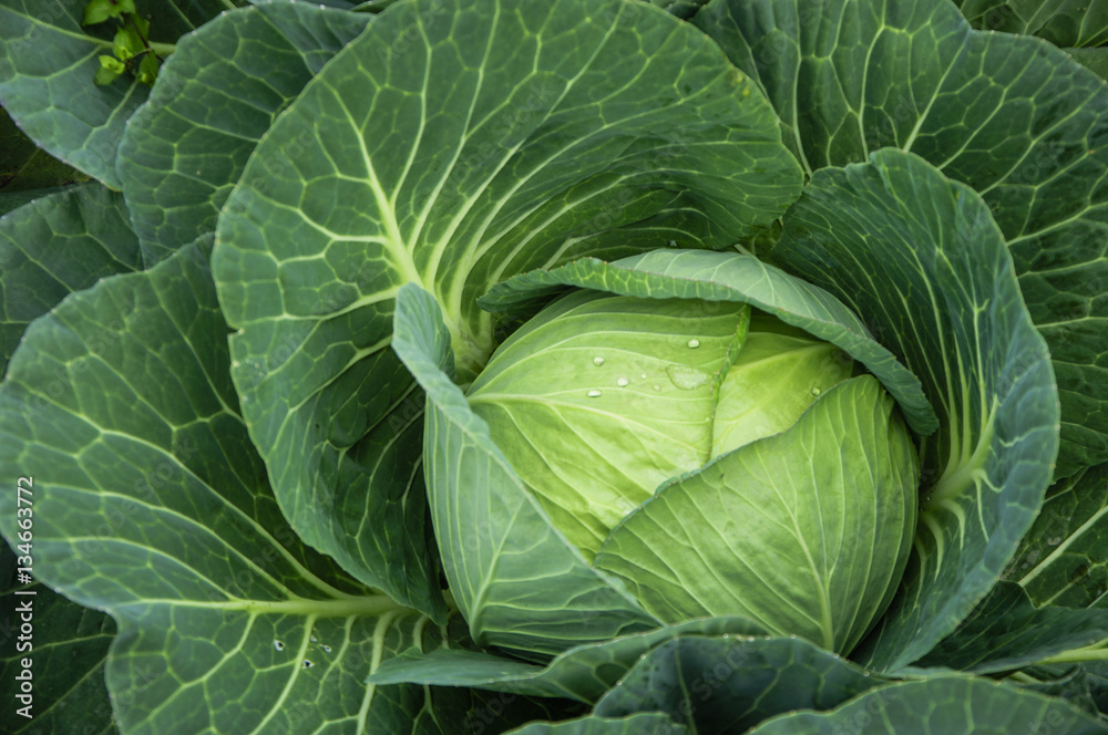 The cabbage closeup The cabbage closeup