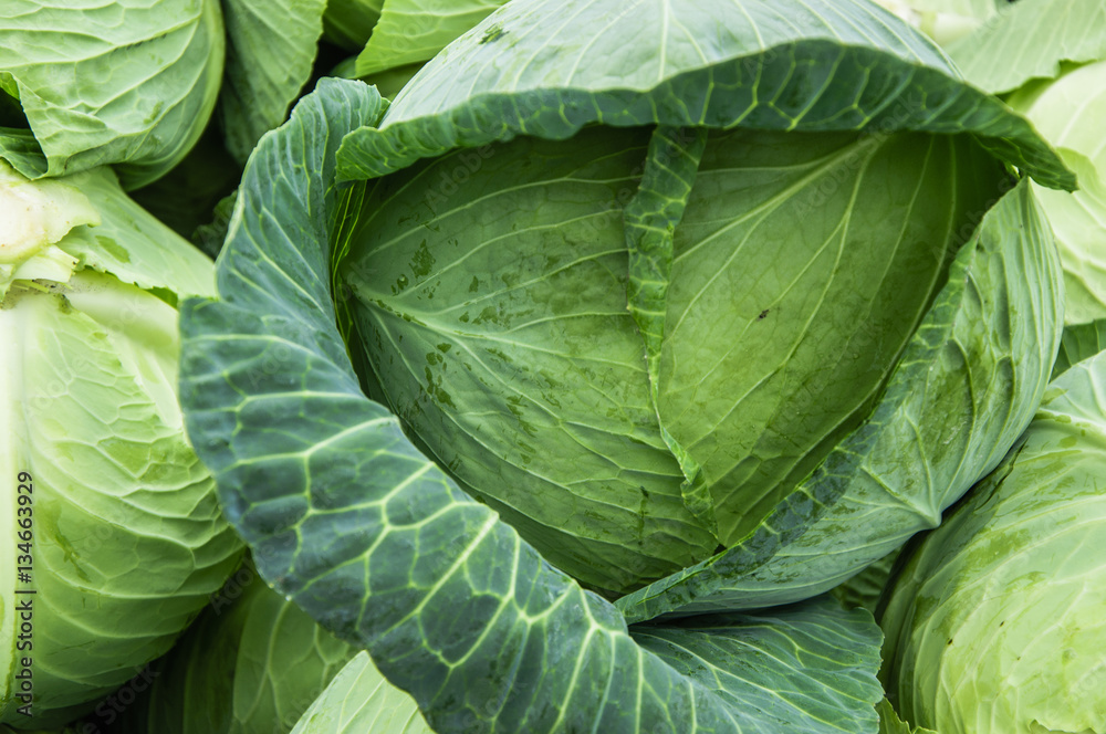 The cabbage closeup The cabbage closeup