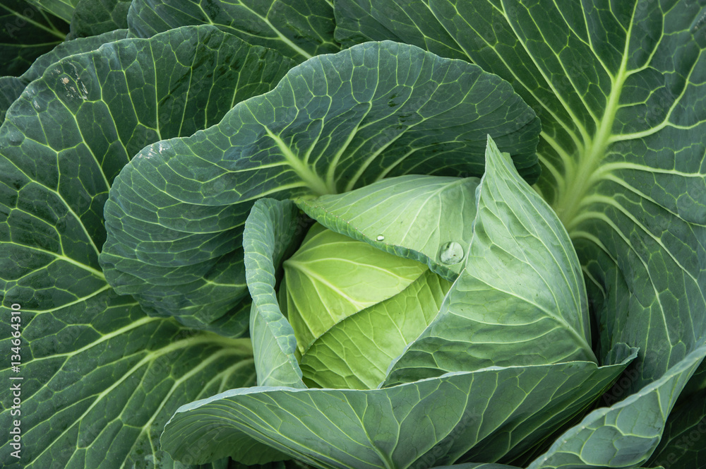 Obraz premium The cabbage closeup