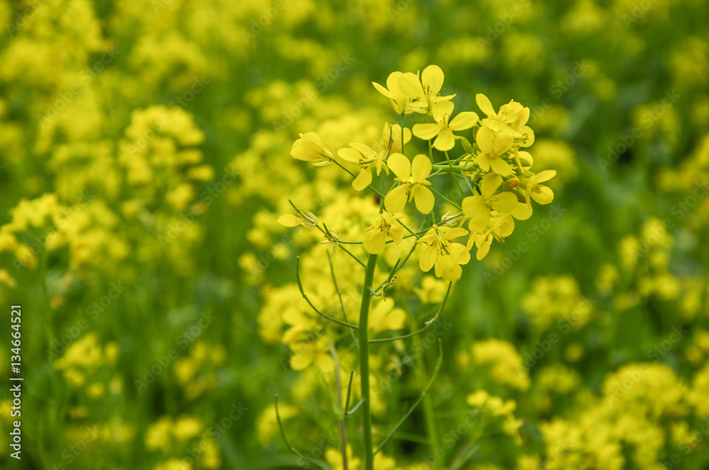 Obraz premium The rape flowers closeup 