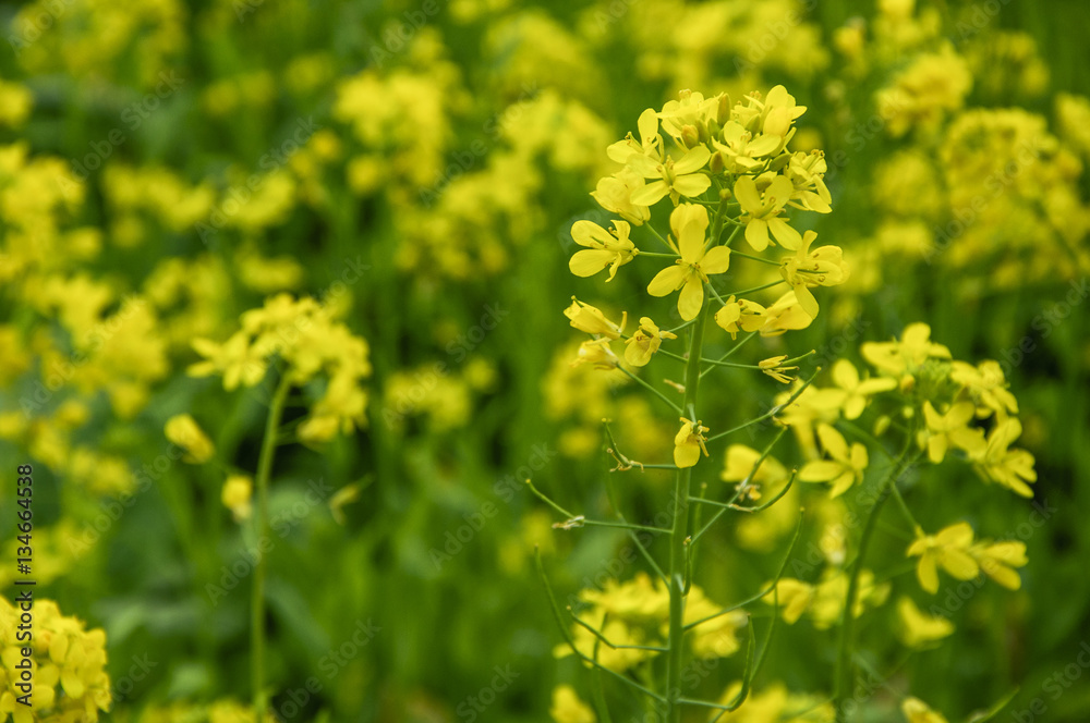 The rape flowers closeup The rape flowers closeup