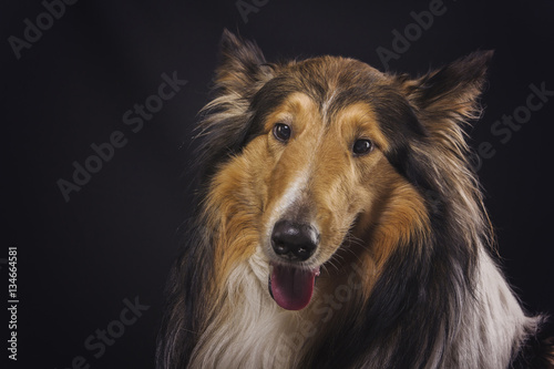 Scottish shepherd, lassie, sable color, black background