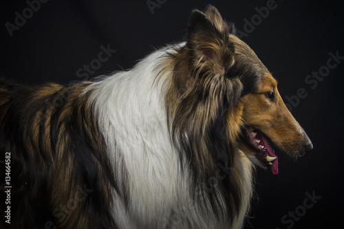 Scottish shepherd, lassie, sable color, black background