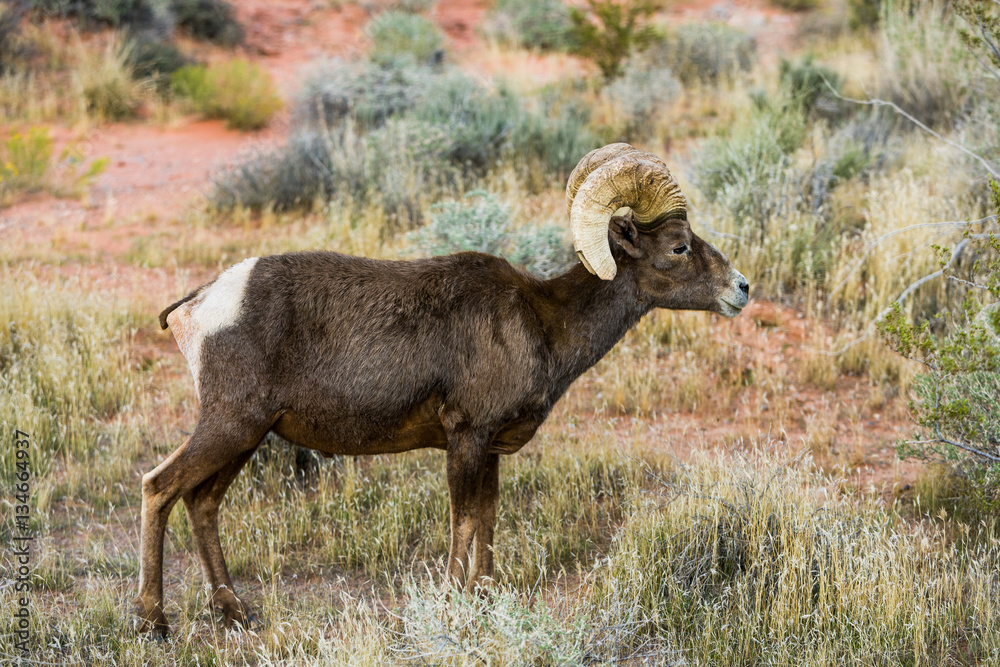Big Horn Sheep at Valley of Fire, NV, USA