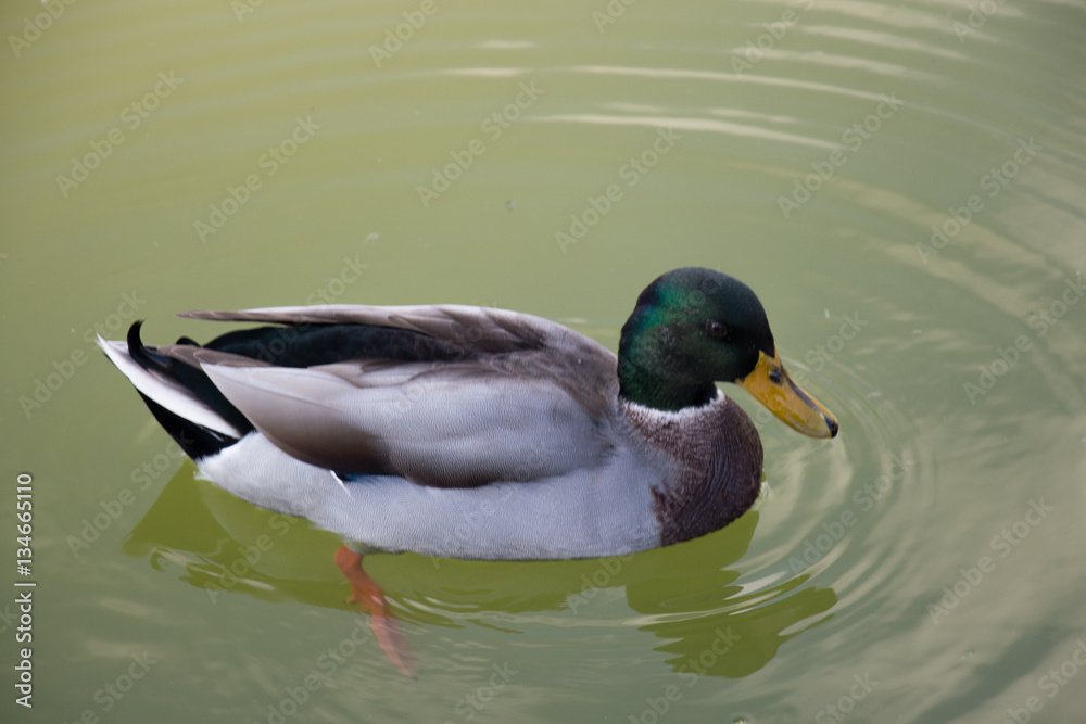A duck on a green water pond. A duck on a green water pond.