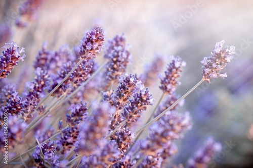 Soft focus on lavender flowers in flower garden behind my home, lavender flowers lit by sun rays 