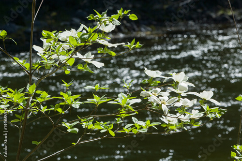 Dogwood flowers at Yosemite NP  CA  USA