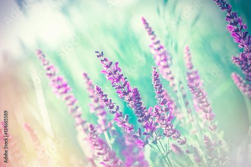  Selective and soft focus on purple flowers - beautiful purple flowers in meadow 