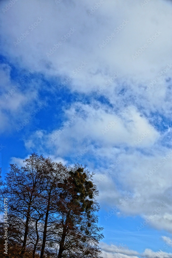 Obraz premium Небо и верхушки деревьев